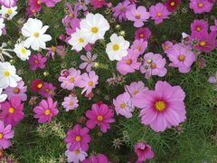 -天津东丽湖风景区