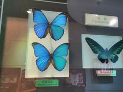 -上海昆虫博物馆