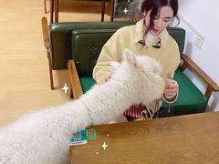 -猫色咖啡·猫咖