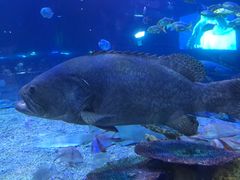 -华夏文旅海洋公园