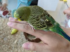 -怪兽屋·羊驼·猫咖·狗咖(俊华广场店)