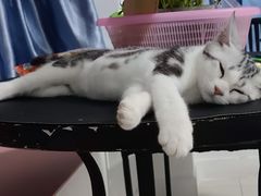 -瑞派康怡24h宠物医院·犬猫医疗中心·微创绝育(瑞景分院)