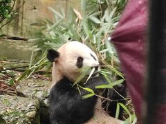 -都江堰中华大熊猫苑