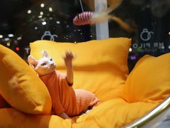 -飞行喵MR PILOT|猫舍·猫咖(静安大融城店)