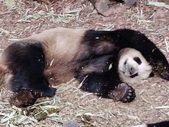 -成都大熊猫繁育研究基地