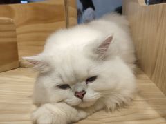 -屋虎猫馆(宝安大仟里店)