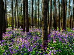 -上海共青森林公园