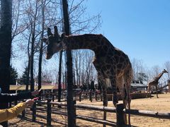 -大连森林动物园