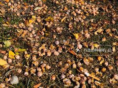 -永定河休闲森林公园