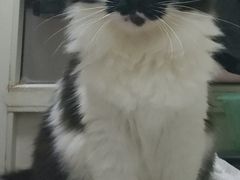 -中农国际动物医院24小时·猫科·骨科·急重症中心