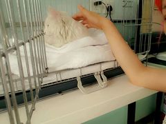 -纳吉亚猫专科动物医院博雅分院
