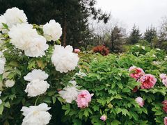 -宝鸡植物园