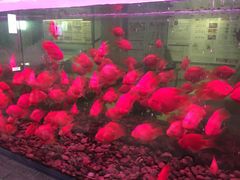 -南美元生态大酒店(海珠店)