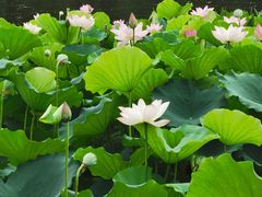 -荔湾湖公园
