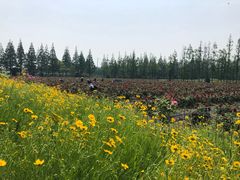 -上海长兴岛郊野公园