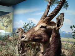 -陕西自然博物馆