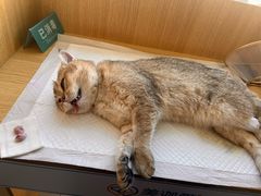 -美迦爱-牙专科·兔科·骨科诊疗中心(北苑店)