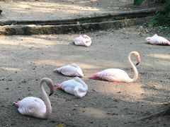 -清迈夜间动物园