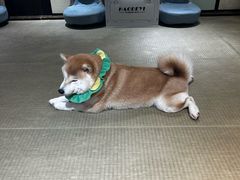 -逗柴咖啡屋·狗咖猫咖宠物桌游