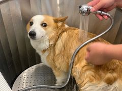 -comecome来吧宠物(奥克斯中心店)