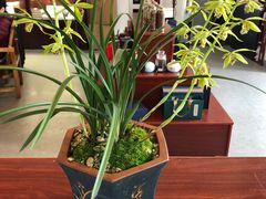 -大唐贡茶院