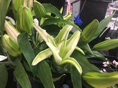 -怡花宜木鲜花店(朝阳路店)
