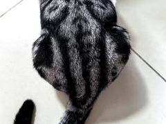 -青石桥花鸟鱼虫市场(叠翠城店)