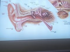 -自然之声助听器(平凉店)