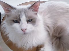 -共舞时光猫咖·狗咖(新街口店)