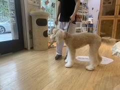-Pets First伊珊娜洗护·精致美容·家庭式寄养(新会路店)