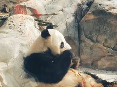 -武汉动物园