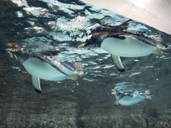 -成都浩海立方海洋公园