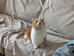 -小猫来了猫舍(福田店)