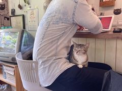 -海边的猫和咖啡馆