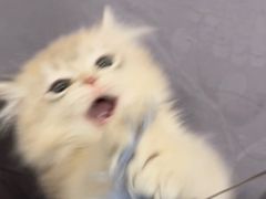 -东方名猫馆·英短金渐层布偶猫舍(环线广场1号楼店)