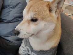-南京Hallo宠物乐园·哈罗犬舍·柴犬繁育基地