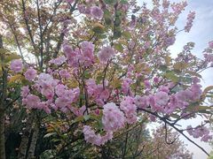 -金水泊山庄·花椒鸡(铁山坪店)