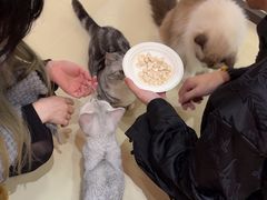 -三花喵·撸猫购宠·宠物生活馆(虹桥南丰城店)