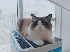 奇哥-Catmate·猫肥家润(金润铂宫店)