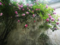 -艺圃