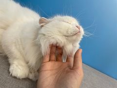 -喵宠乐园·撸猫互动·猫舍