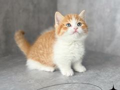 -小猫来了·猫舍(红山六九七九店)