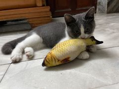 -lincat·猫舍(广州店)