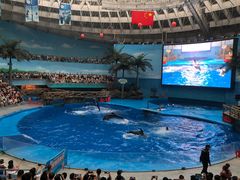 -海合安成都极地海洋公园