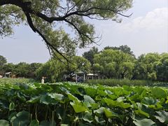 -北陵公园
