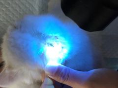 -飞行喵MR PILOT|猫舍·猫咖(静安大融城店)