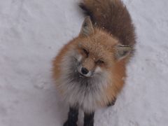 -宫城藏王狐狸村