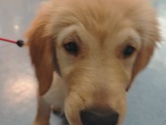 -顺强宠物诊所·狂犬免疫·夜诊·骨科(嘉定店)