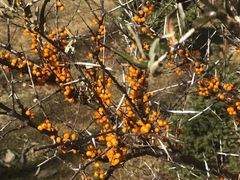 -叠溪松坪沟景区