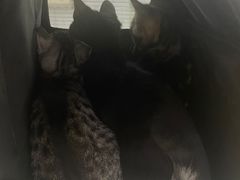 -四月宠物医院·猫专科·心脏专科·内科(转塘店)